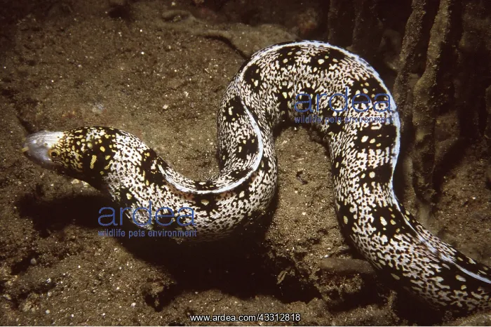 : Starry / Snowflake / Clouded / Nebulous MORAY EEL : Starry / Snowflake / Clouded / Nebulous MORAY EEL