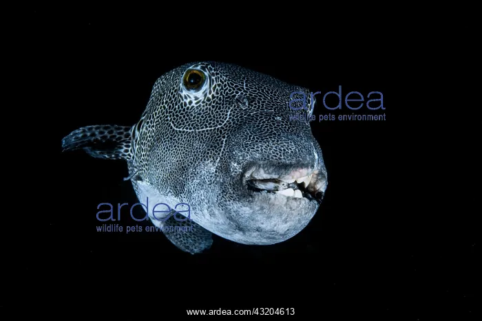 : Starry toadfish (Arothron stellatus), Andaman Sea : Starry toadfish (Arothron stellatus), Andaman Sea