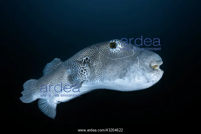 : Starry toadfish (Arothron stellatus), Andaman Sea : Starry toadfish (Arothron stellatus), Andaman Sea