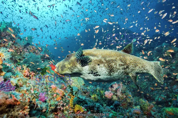 : Starry toadfish (Arothron stellatus) and Anthias : Starry toadfish (Arothron stellatus) and Anthias