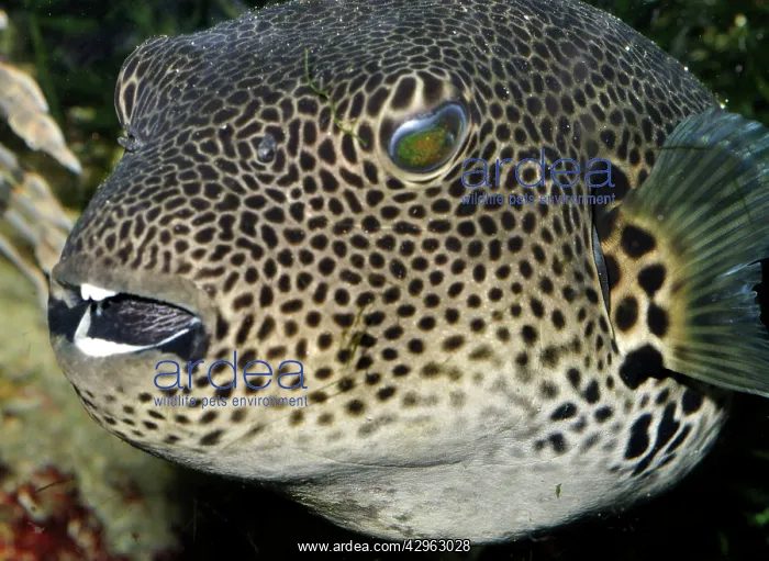  : Starry Toadfish  /  Starry Pufferfish
