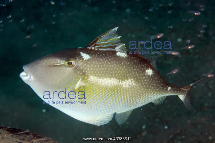 : Starry Triggerfish : Starry Triggerfish