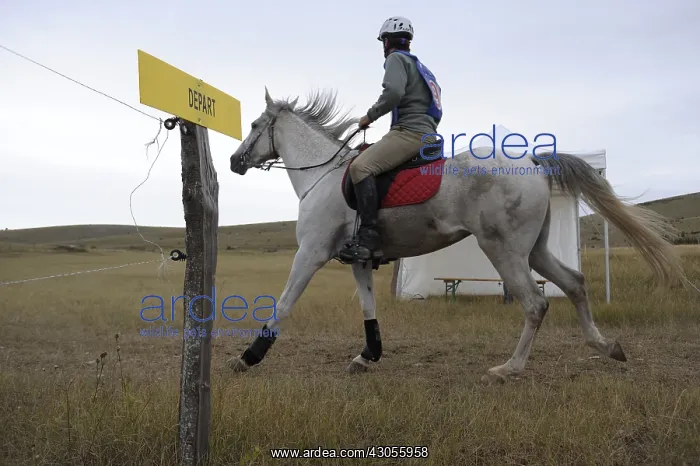 : Start of a horse race La Citerne Florac France : Start of a horse race La Citerne Florac France