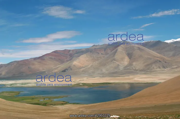  : Startsapuk Tso - freshwater lake of the Tso basin