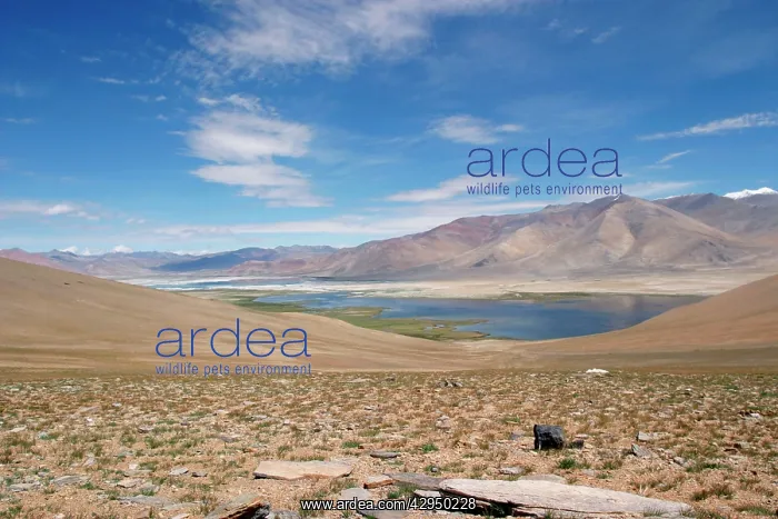 : Startsapuk Tso and Tso Kar (lakes) : Startsapuk Tso and Tso Kar (lakes)