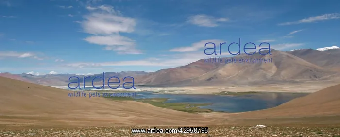 : Startsapuk Tso and Tso Kar (lakes) Ladakh Changthang : Startsapuk Tso and Tso Kar (lakes) Ladakh Changthang
