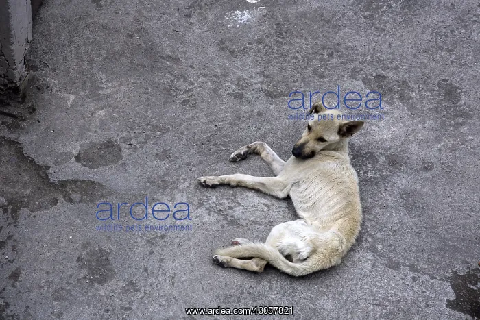 : Starving Dog lying on a terrace Otavalo Ecuador : Starving Dog lying on a terrace Otavalo Ecuador
