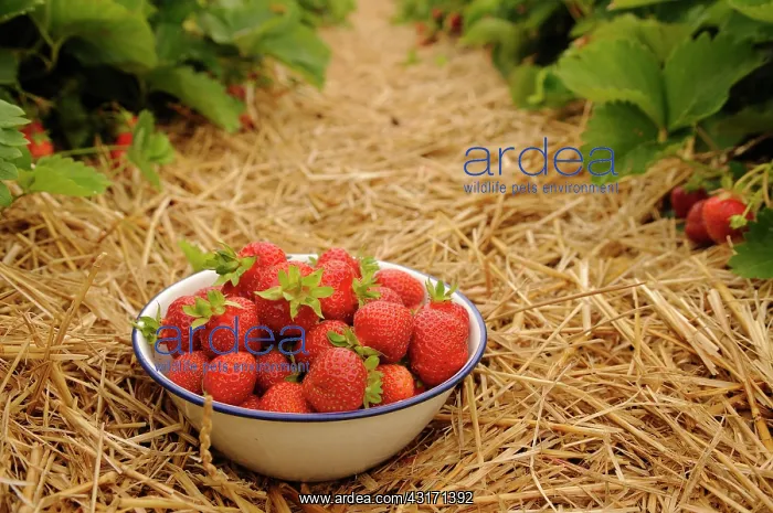 : Starwberry, Fragaria, rows of plants mulched with straw and : Starwberry, Fragaria, rows of plants mulched with straw and