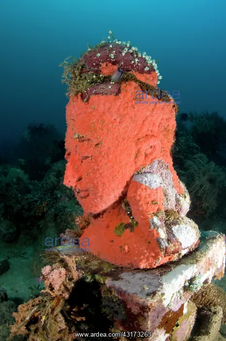 : Statue with coral growth on it : Statue with coral growth on it
