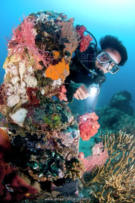 : Statue with coral growth on it : Statue with coral growth on it