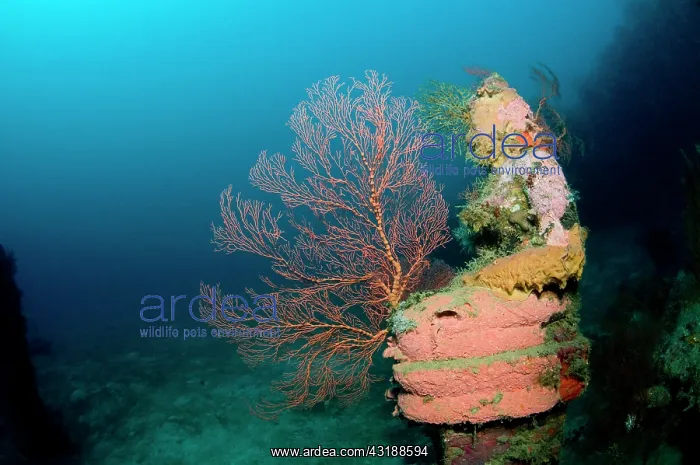 : Statue with coral growth on it : Statue with coral growth on it