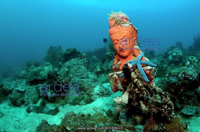 : Statue with coral growth on it : Statue with coral growth on it