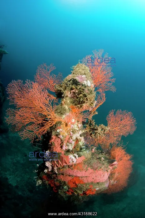 : Statue with coral growth on it : Statue with coral growth on it