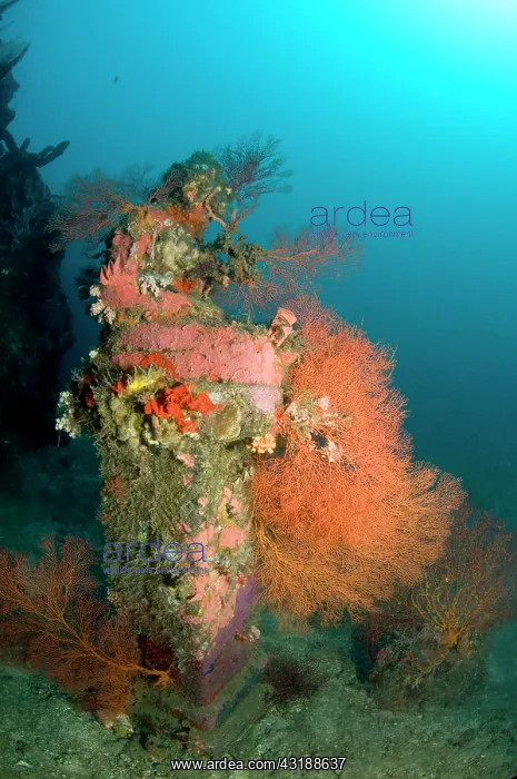 : Statue with coral growth on it : Statue with coral growth on it