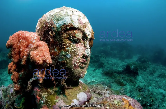 : Statue with coral growth on it : Statue with coral growth on it