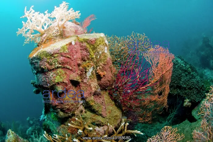 : Statue with coral growth on it : Statue with coral growth on it
