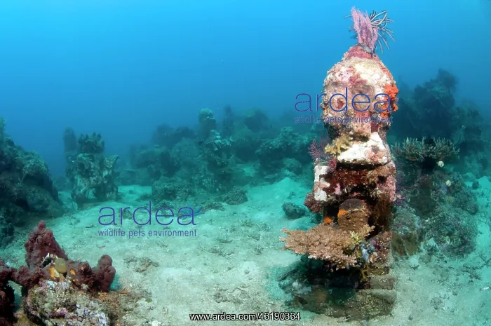 : Statue with coral growth on it : Statue with coral growth on it