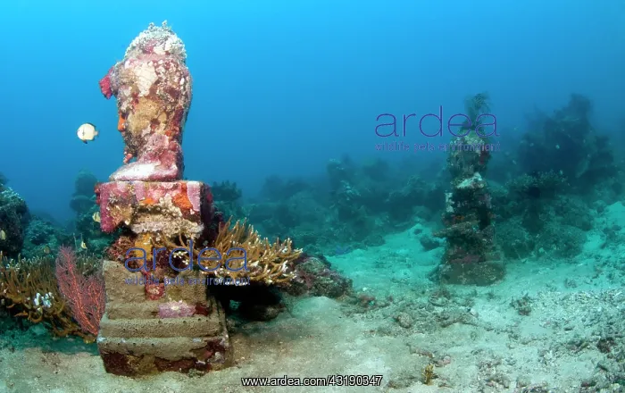 : Statue with coral growth on it : Statue with coral growth on it