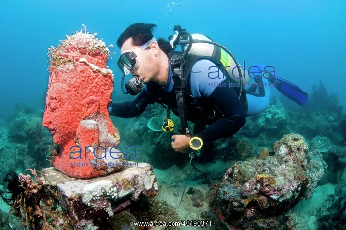 : Statue with coral growth on it : Statue with coral growth on it