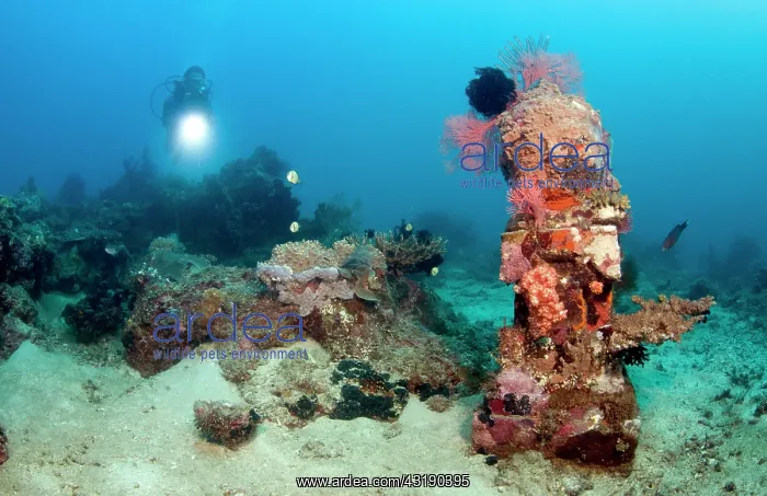 : Statue with coral growth on it : Statue with coral growth on it