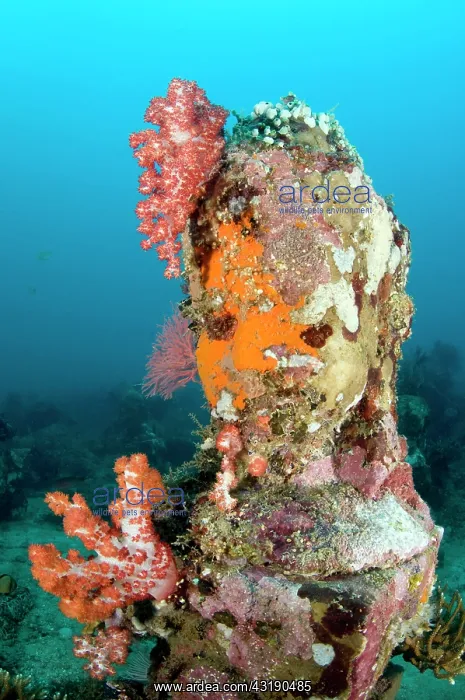 : Statue with coral growth on it : Statue with coral growth on it