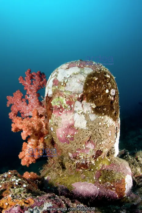 : Statue with coral growth on it : Statue with coral growth on it
