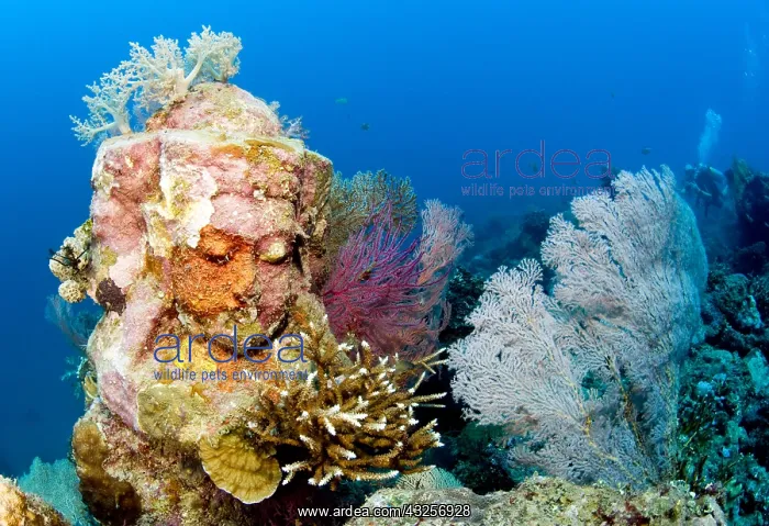 : Statue with coral growth on it, Indonesia, Bali : Statue with coral growth on it, Indonesia, Bali
