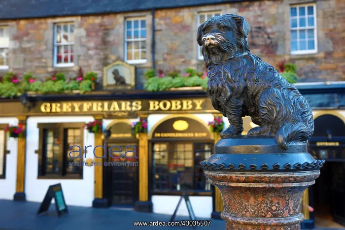  : Statue of Greyfriars Bobby the famous Skye Terrier