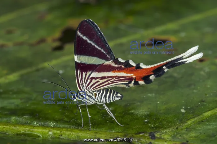 : Staudinger's Longtail (Erateina staudingeri) moth : Staudinger's Longtail (Erateina staudingeri) moth