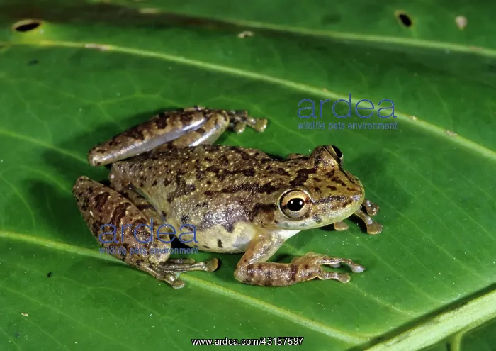 : Stauffer's Tree Frog (Scinax staufferi) : Stauffer's Tree Frog (Scinax staufferi)
