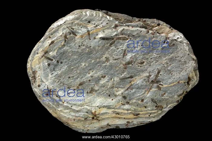 : Staurolite Garnet Schist : Staurolite Garnet Schist