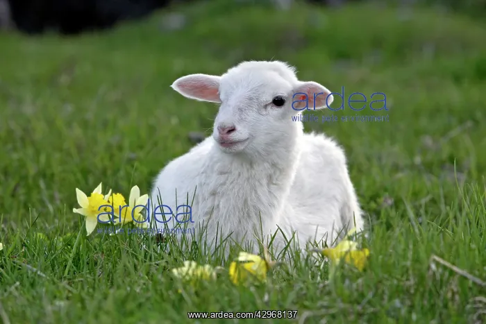 : St.Croix Lamb - resting at pasture by daffodil flowers