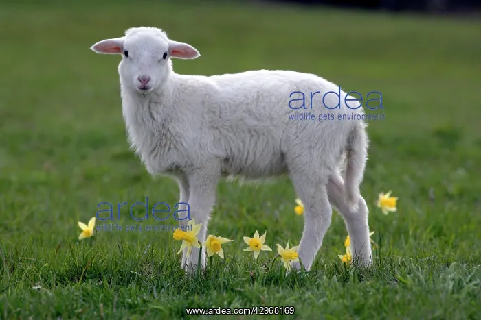 : St.Croix Lamb - standing at pasture by yellow daffodil : St.Croix Lamb - standing at pasture by yellow daffodil