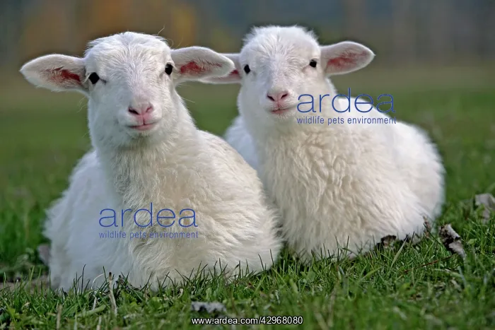: St.Croix Lambs - sitting together in grass - portrait : St.Croix Lambs - sitting together in grass - portrait