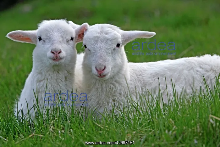 : St.Croix Lambs - two young resting together at pasture : St.Croix Lambs - two young resting together at pasture
