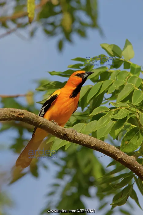 : Steaked-backed Oriole Icterus pustulatus Tarcoles, Costa Ric : Steaked-backed Oriole Icterus pustulatus Tarcoles, Costa Ric