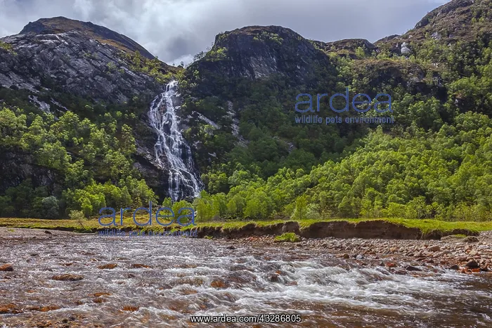 : Steall Falls - waterfall rushes 120 metres down : Steall Falls - waterfall rushes 120 metres down