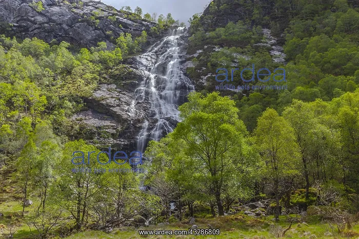 : Steall Falls - waterfall rushes 120 metres down : Steall Falls - waterfall rushes 120 metres down
