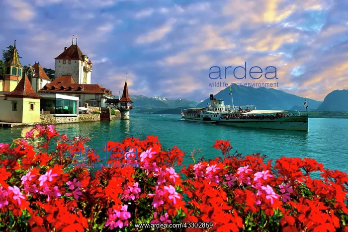  : Steam boat with castle Schloss Oberhofen on the