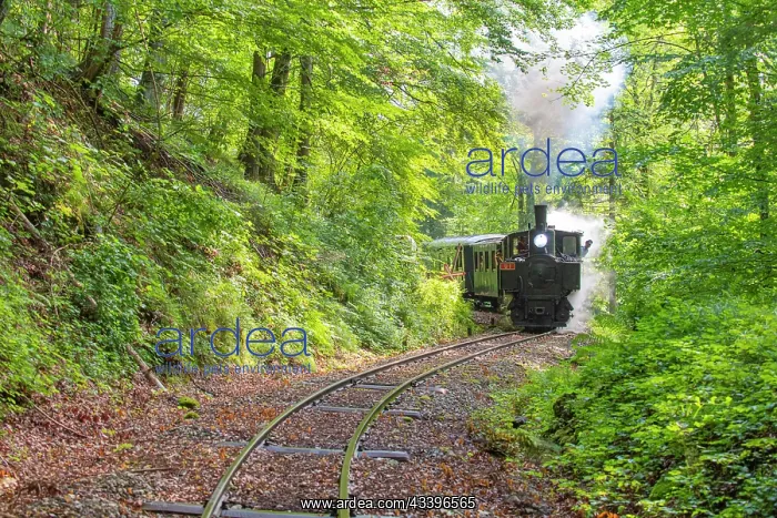 : Steam locomotive of the Ybbstalbahn, Gaming, 'ntscherland : Steam locomotive of the Ybbstalbahn, Gaming, 'ntscherland