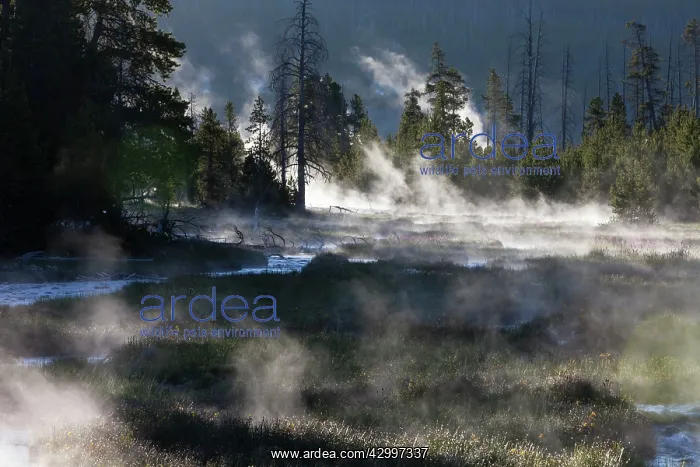 : Steam - rising from runoff water in streams - early : Steam - rising from runoff water in streams - early