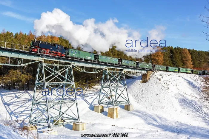 : Steam train of the Fichtelbergbahn railway Steam : Steam train of the Fichtelbergbahn railway Steam