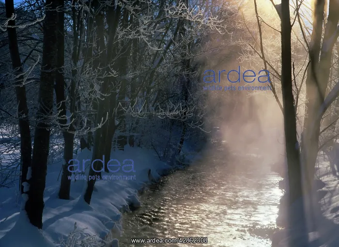 : Steaming brook - after a very cold winter night : Steaming brook - after a very cold winter night