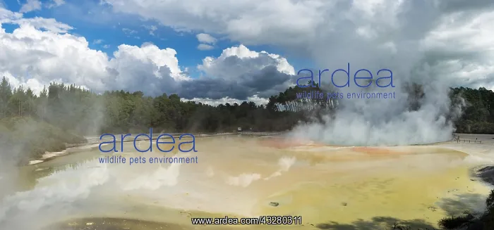 : Steaming Champagne Pool, Hot Spring, Waiotapu Geothermal : Steaming Champagne Pool, Hot Spring, Waiotapu Geothermal