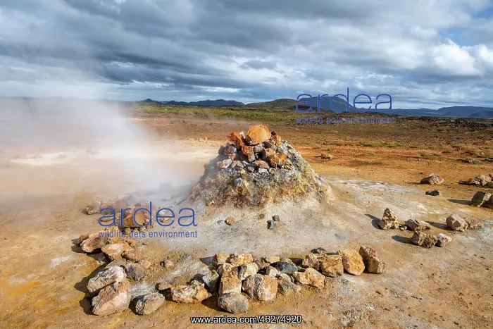 : Steaming fumarol, solfatar in the Hverarond geothermal