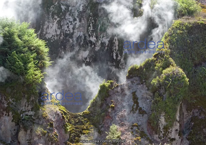 : Steaming hot springs and small geysers at Craters : Steaming hot springs and small geysers at Craters