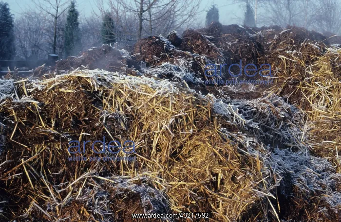 : Steaming manure heap : Steaming manure heap