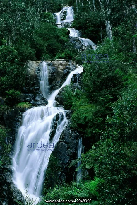 : Steavensons Falls - Waterfall : Steavensons Falls - Waterfall