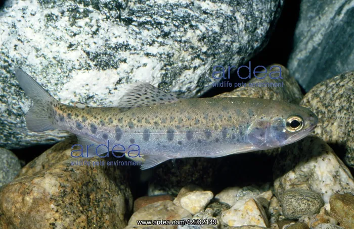 : STEELHEAD - WHOLE BODY & ROCKS : STEELHEAD - WHOLE BODY & ROCKS