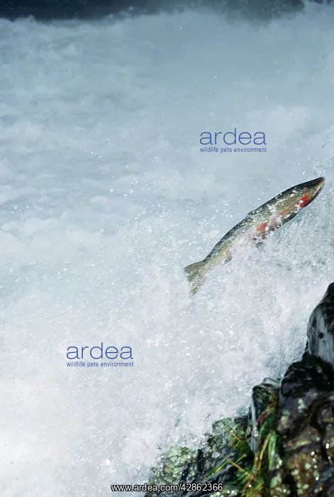: Steelhead / Rainbow Trout - Sea going Rainbow Trout : Steelhead / Rainbow Trout - Sea going Rainbow Trout
